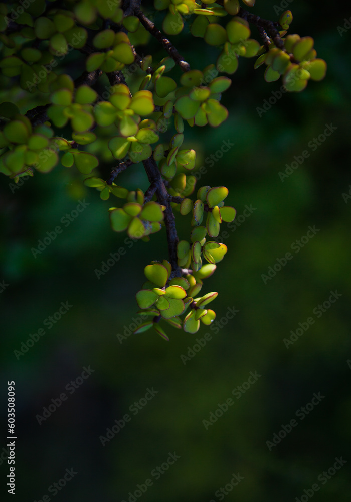 Green leaves on the tree