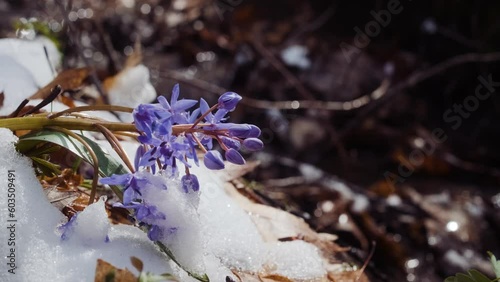Squill or wood squill blue flowers sprout under the spring snow on the river. Scilla bifolia, the alpine squill or two-leaf squill near the water wtream. The first spring flowers in the snowy forest