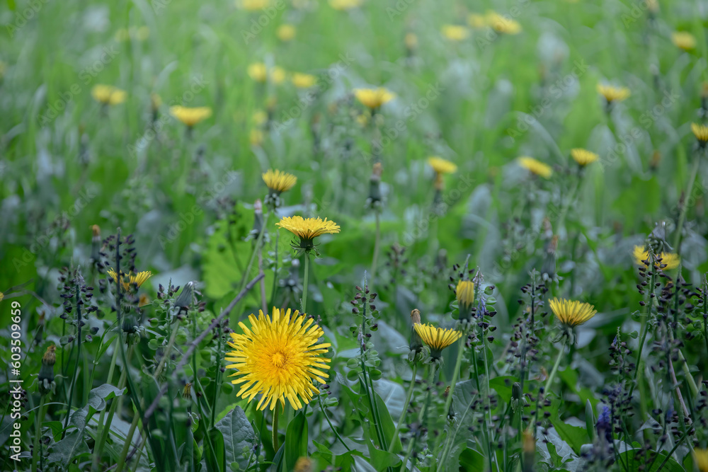 Dandelion in the grass. Yellow dandelion flower. Spring flower Dandelion in the grass. Yellow dandelion flower. Spring flower