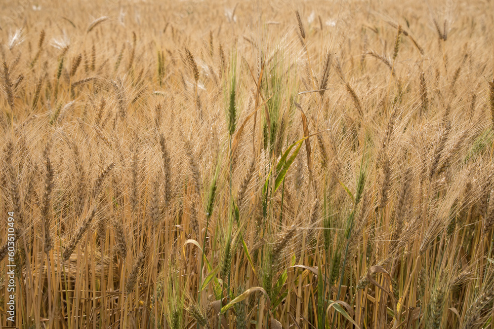 Fototapeta premium Beautiful view of a wheat field 