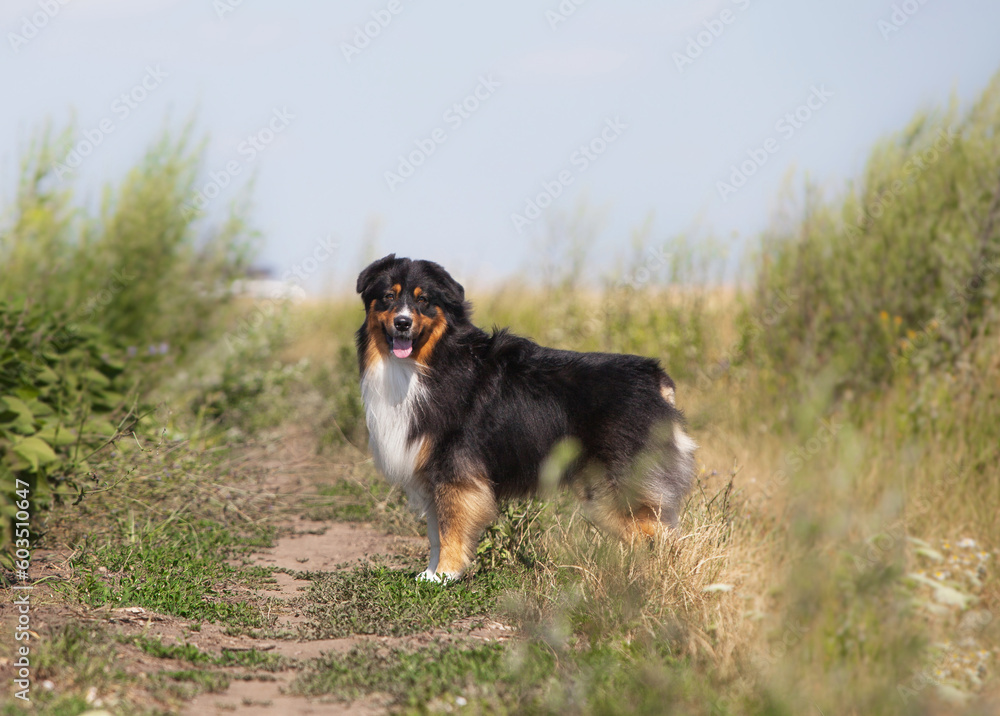Australian Shepherd tricolor in the field Australian Shepherd tricolor in the field