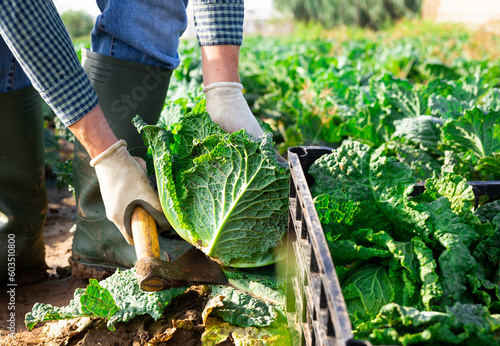 Closeup of head of ripe savoy cabbage harvested by hands of male farmer on farm field..