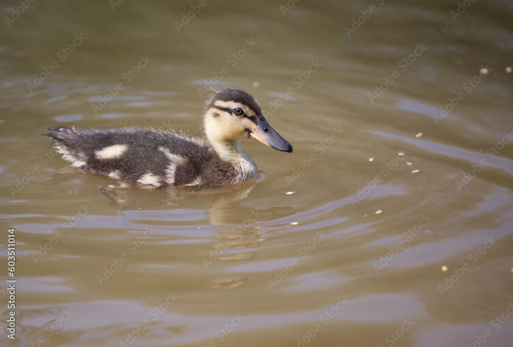 Young duckling in water in a spring day, close up