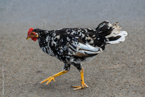 Free Rooster
