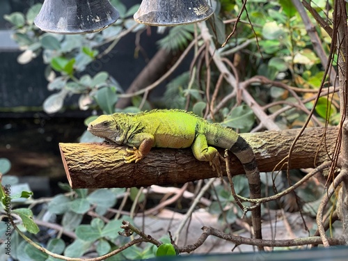 Green Iguana Resting in a Relaxed Pose