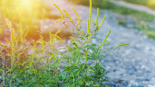 Fotografía Ragweed bushes