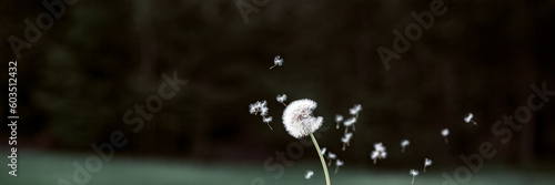 Dandelion bulb with seeds floating out of it blowing in the air