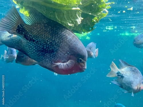Redhead Cichlid Swimming Beside a Piece of Lettuce