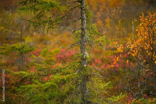  autumn colors woodland landscape in arctic northern scandinavia