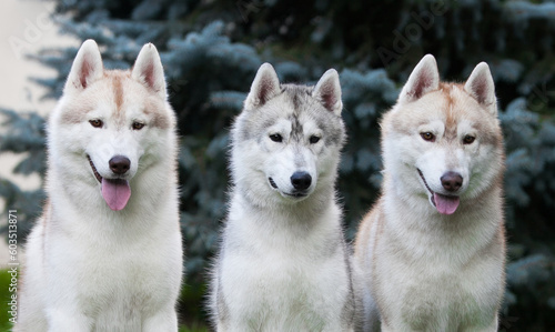 Three huskies in the park