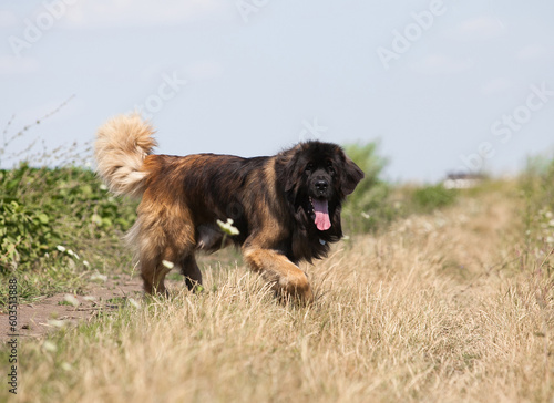 Beautiful big dog breed leonberger photo