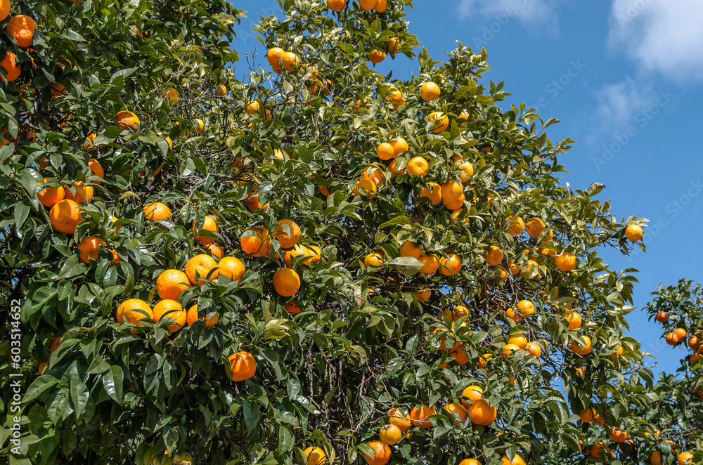 Orange tree with ripe fruits