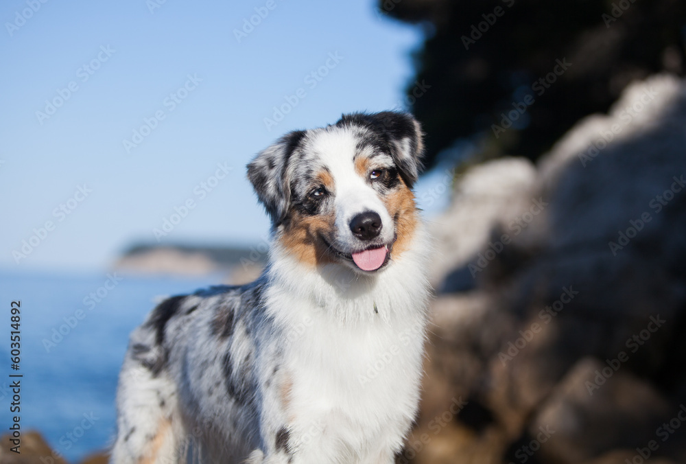 Marbled Australian Shepherd in the stones on the sea Marbled Australian Shepherd in the stones on the sea
