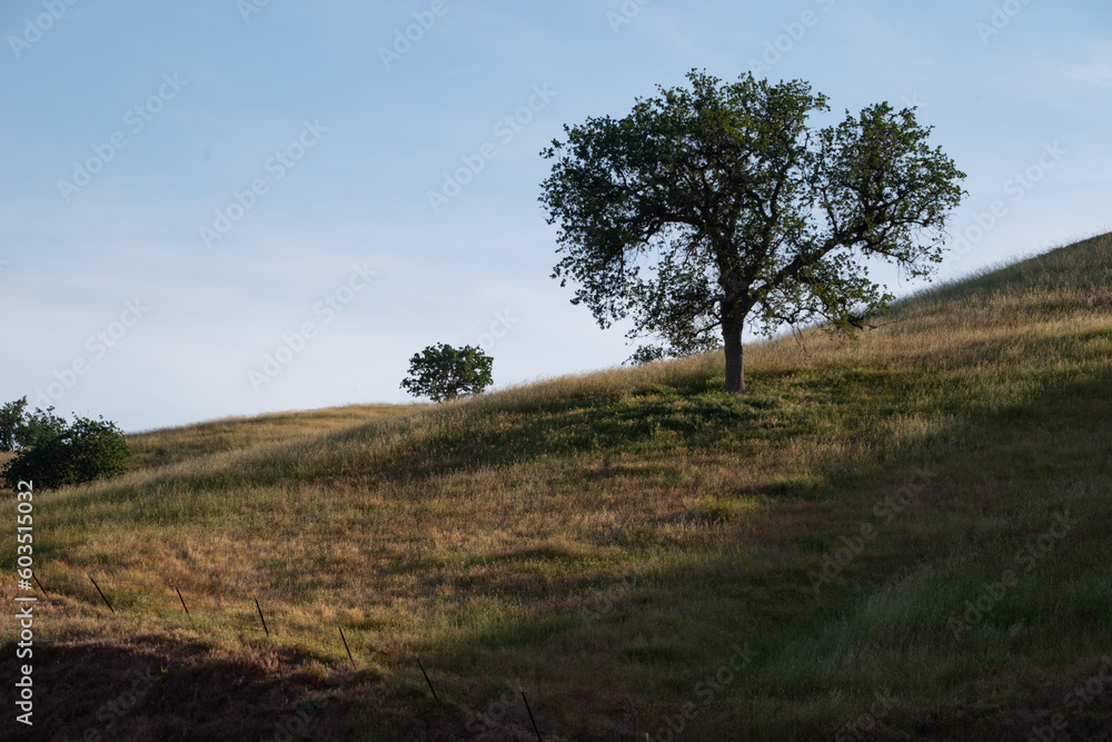 Oak Tree on a Hillside  near Bealville, Kern County, California