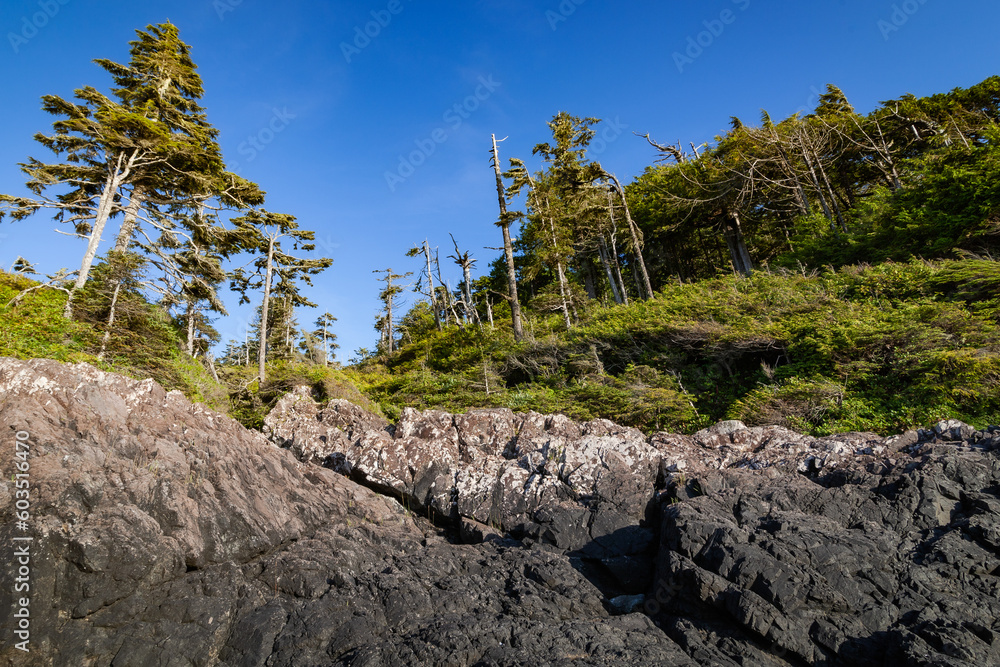 Pine forest, shot from below a rocky cliff. a blue sky as a background. Tofino, Vancouver Island, British Columbia State, Alberni - Clayoquot Regional District.