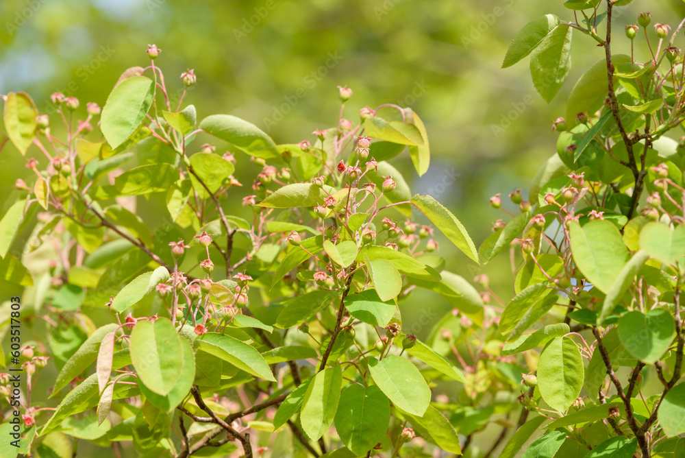 Lots of young June berries on the tree Lots of young June berries on the tree