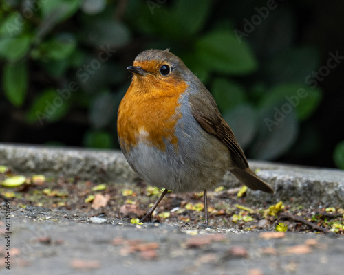 European Robin on Ground © Matthew