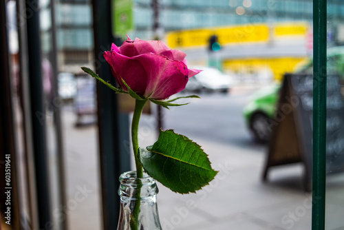A Rose in the Window