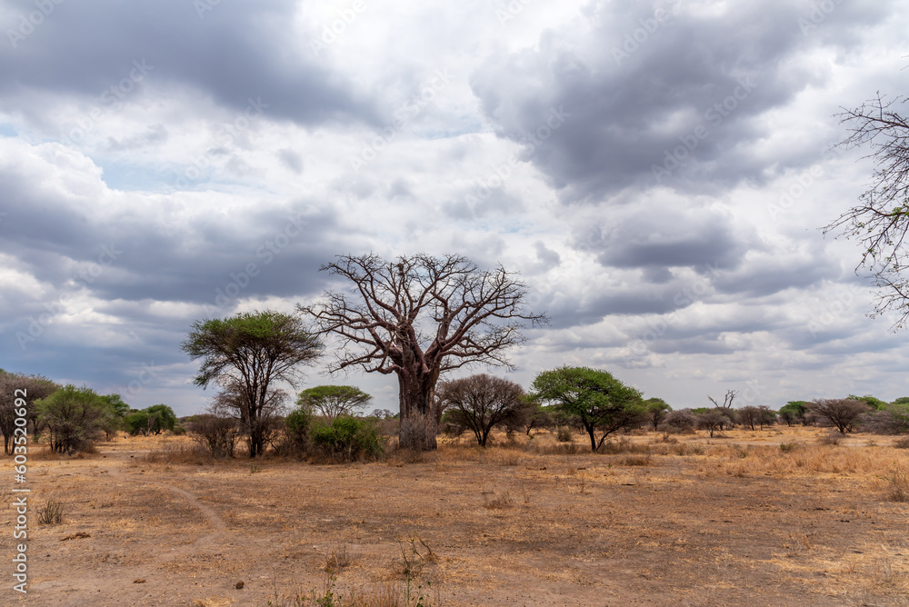 Serengeti Landscape with African Baobab Tree 