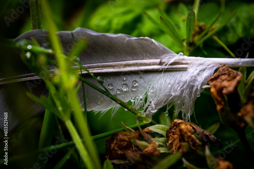 Wet Feather in the Grass