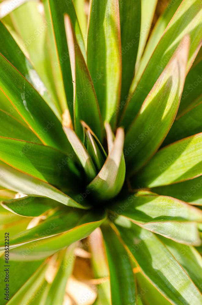 Fototapeta premium aloe vera plant in garden