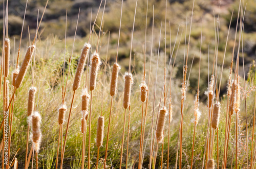 reeds in the field