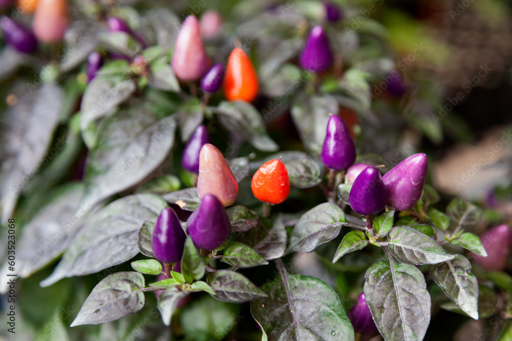 NuMex Twilight peppers NuMex Twilight peppers