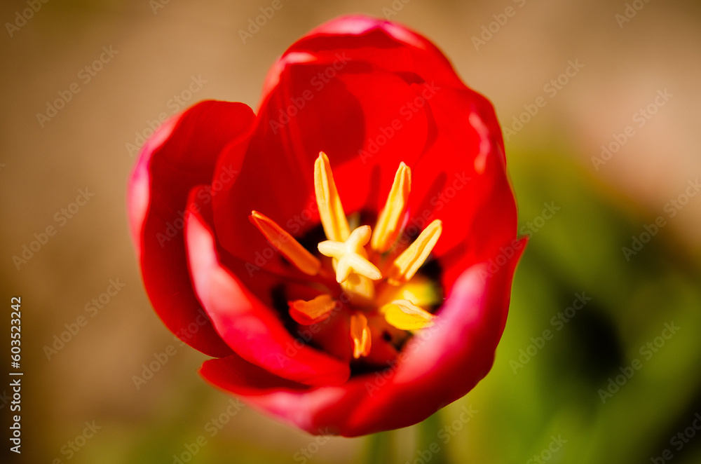 closeup of a red flower
