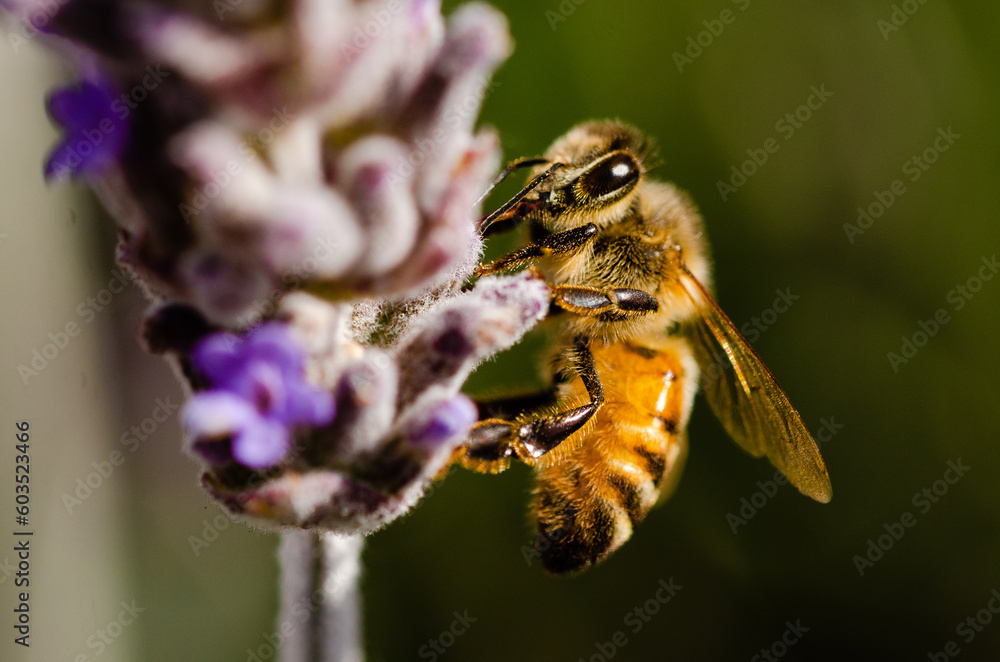 bee on a lavender flower