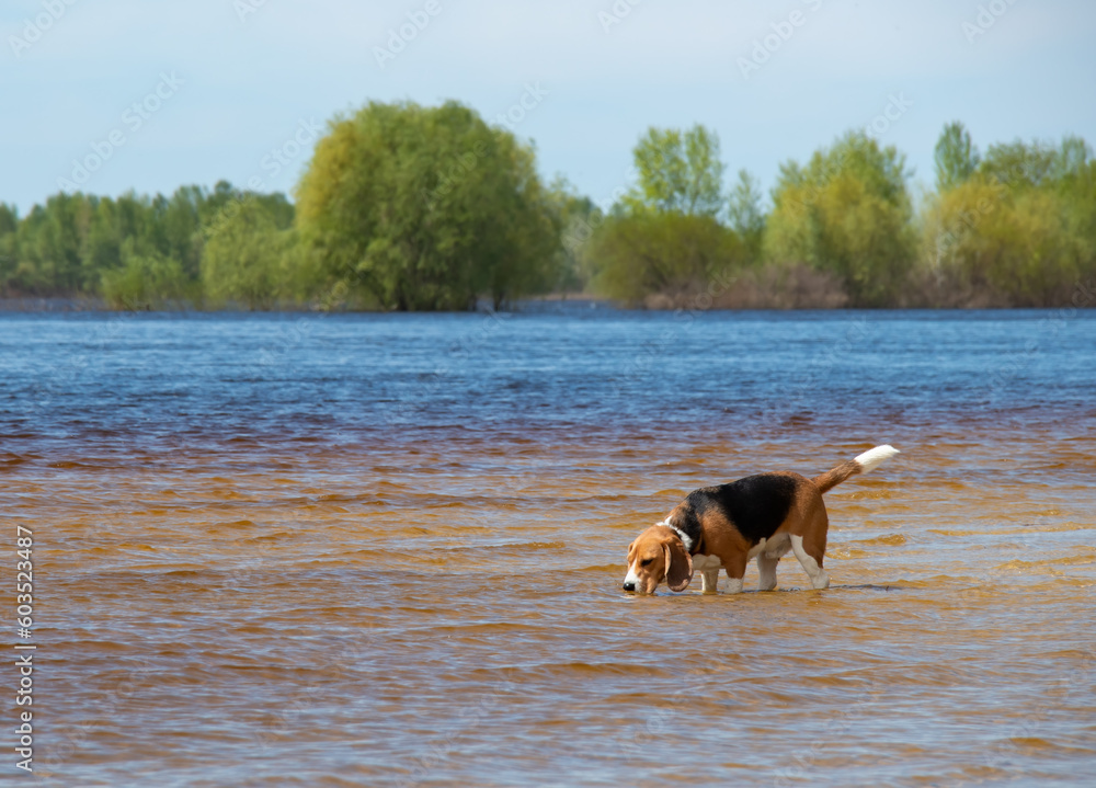 Pedigree dog drinks water from the river on a sunny day Pedigree dog drinks water from the river on a sunny day