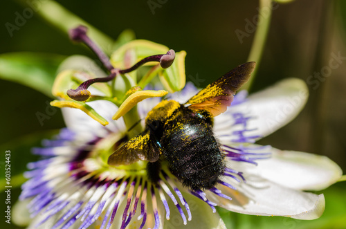 bumlebee on passion fruit flower