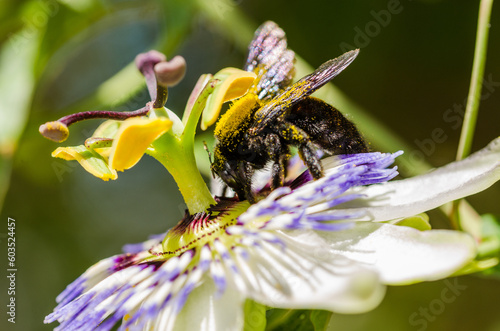 bumlebee on passion fruit flower