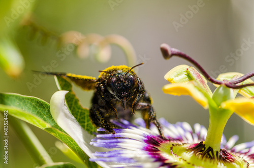 bumlebee on passion fruit flower
