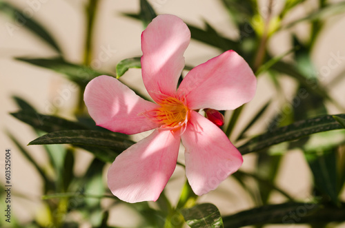 pink flower closeup