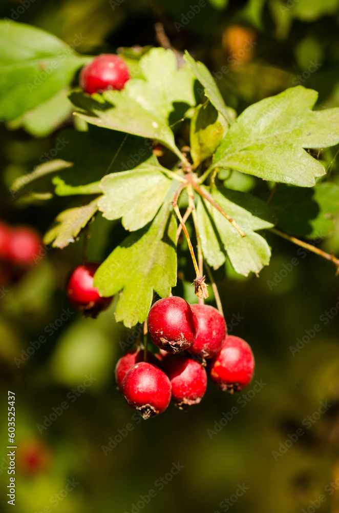 Red berries on the plant