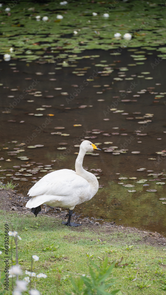 Obraz premium オオハクチョウ
