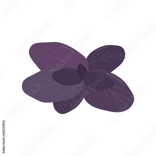 Fresh herbs and spices on white background. Leaves of purple basil. Menu design of cafes, bars, restaurants, snack bars. Vector flat illustration.