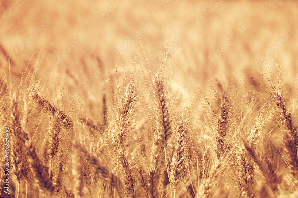Golden wheat field in summer, ears of wheat closeup