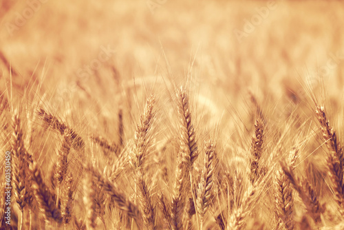 Golden wheat field in summer  ears of wheat closeup
