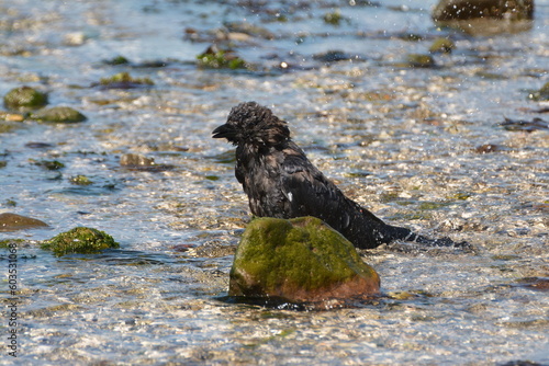 Crow taking a bath
