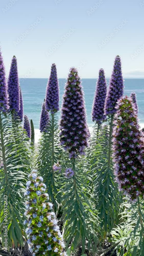 Purple Pride of Madeira dance in the wind at the shore in Laguna Beach Purple Pride of Madeira dance in the wind at the shore in Laguna Beach