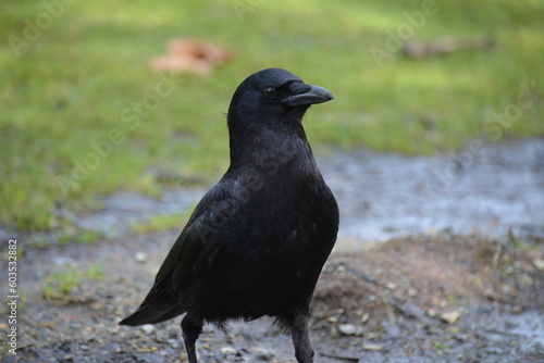 American Crow in the grass
