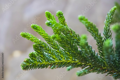 Close-up of green spruce or pine leaves for wallpaper with bokeh background.