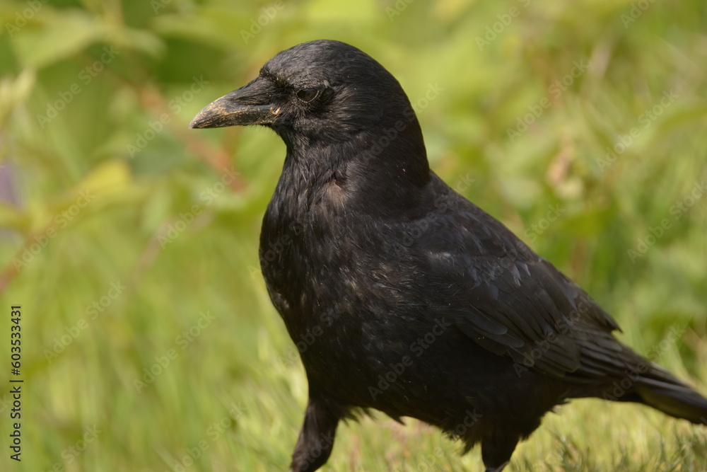 American Crow in the grass American Crow in the grass
