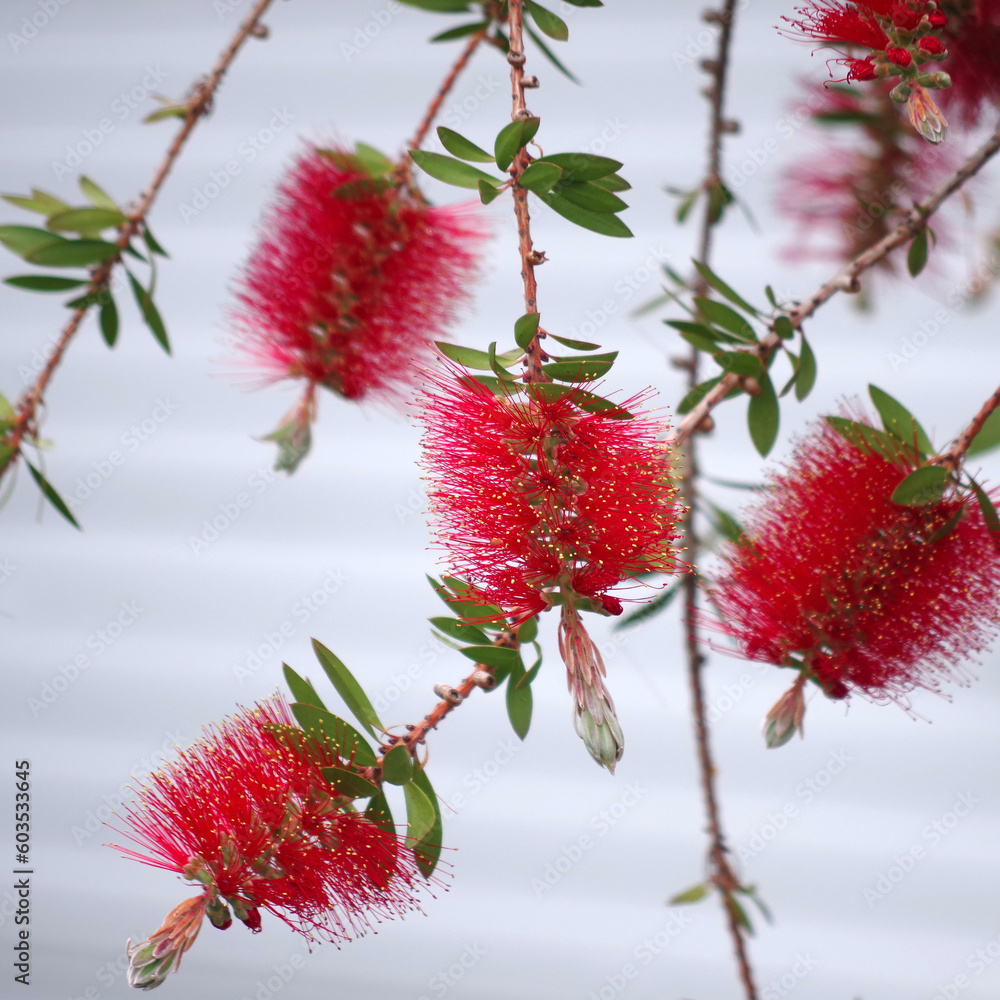 Red flowers of a bottlebrush tree Red flowers of a bottlebrush tree