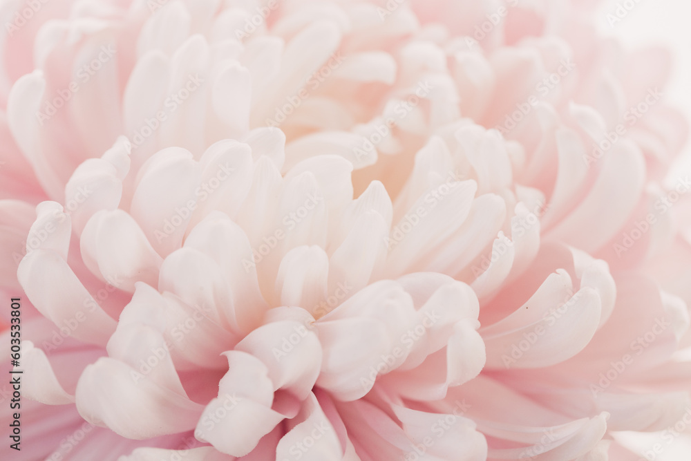 Peony petals blurred light background.Peony pink macro. Floral background.Floral delicate wallpaper.Beautiful Floral background in pale pink and white colors.
