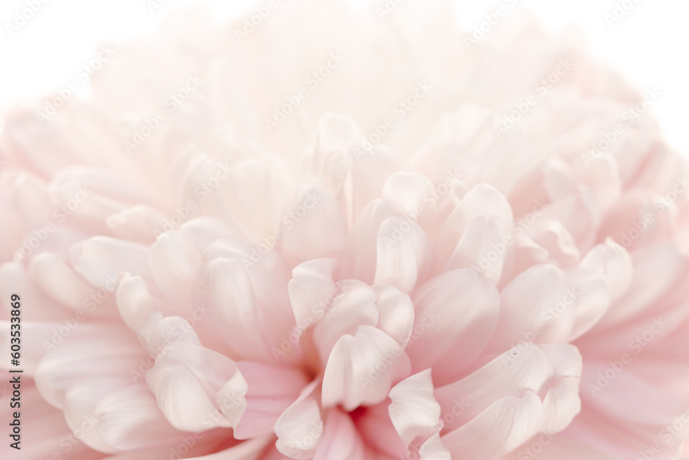 Fototapeta premium Peony flower .Peony petals background.Floral background.Floral delicate wallpaper.Beautiful Floral background in pale pink and white colors.