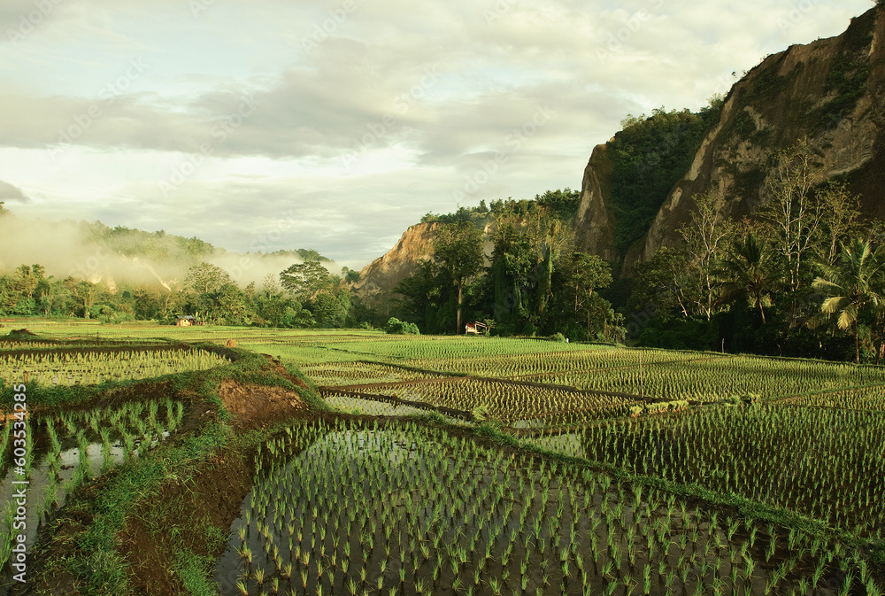 Green Paddy Field in the Morning with valley Background