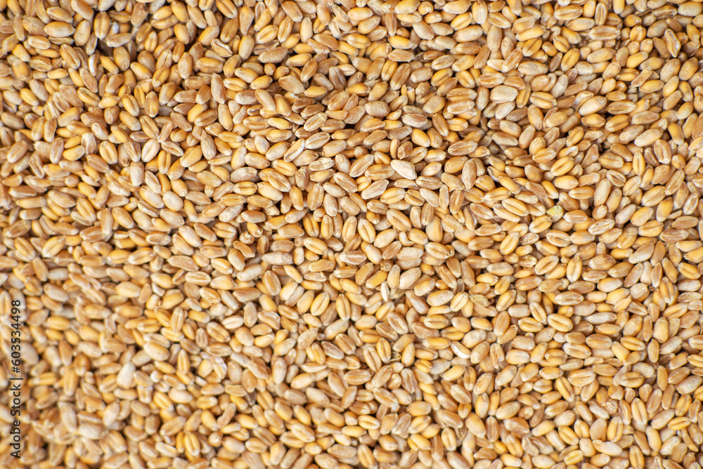 Background from grains of wheat. Close-up. Grain export, sale. Background from grains of wheat. Close-up. Grain export, sale.