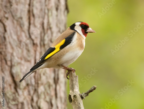 Beautiful and colourful goldfinch small bird in the woodland with natural green background 